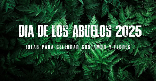 Día de los Abuelos 2025: ideas para celebrar con amor y flores