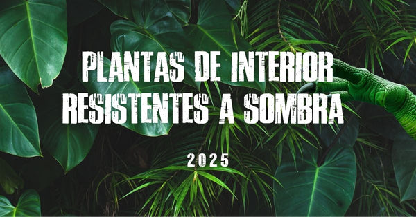 Plantas de interior resistentes a sombra 2025