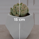 Suculenta- Florero Geometrico