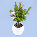 Árbol de la Abundancia - Planta con Foto Personalizada