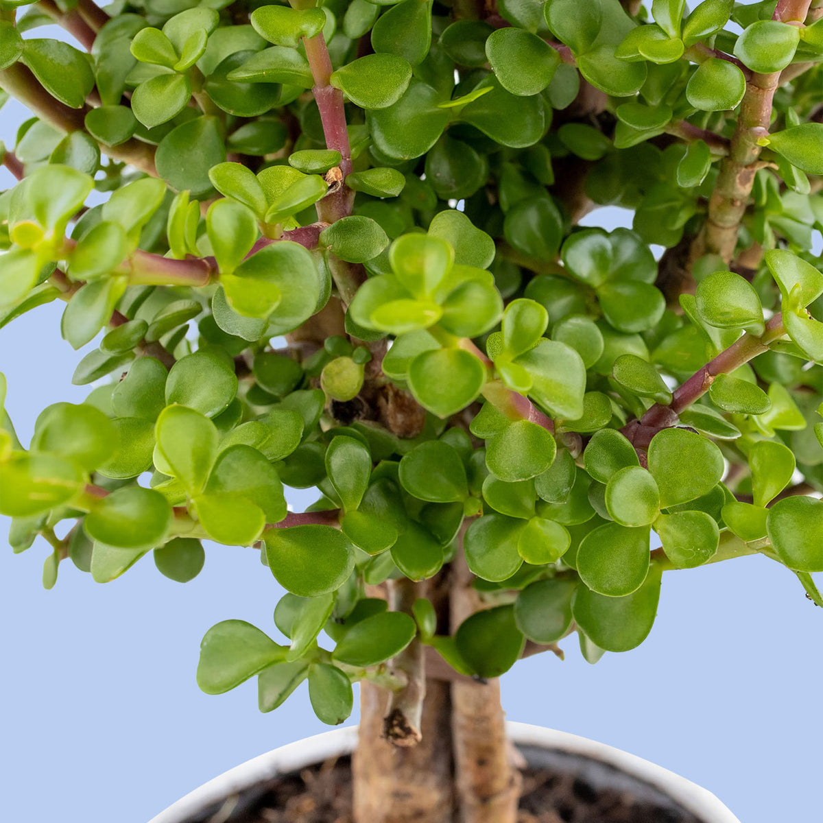 Árbol de la Abundancia - Planta con Foto Personalizada CDMX