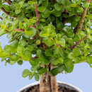 Árbol de la Abundancia - Planta con Foto Personalizada