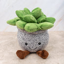 Suculenta / Peluches