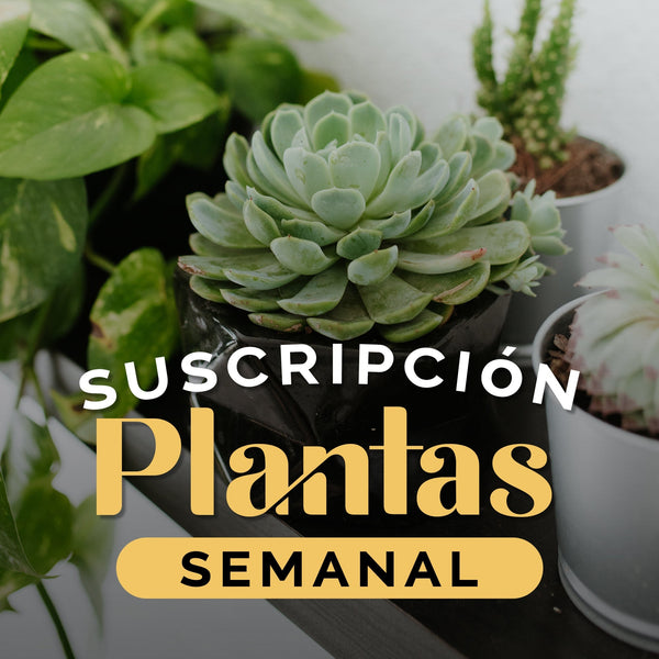 Suscripción Planta Semanal