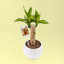 Palo de Brasil - Planta con Foto Personalizada