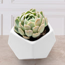 Suculenta- Florero Geometrico