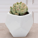 Suculenta- Florero Geometrico