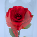 Rosa Eterna Bella y Bestia SV / Rosa en Cristal